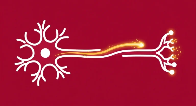 How does the human nervous system act as the body’s master controller?