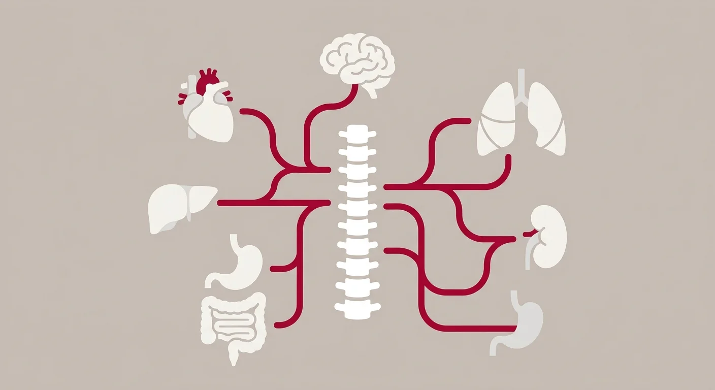 flat illustration of systems biology network showing spine connected to multiple body systems