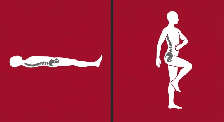 What Exercises Maintain Mobility During Functional Recovery?