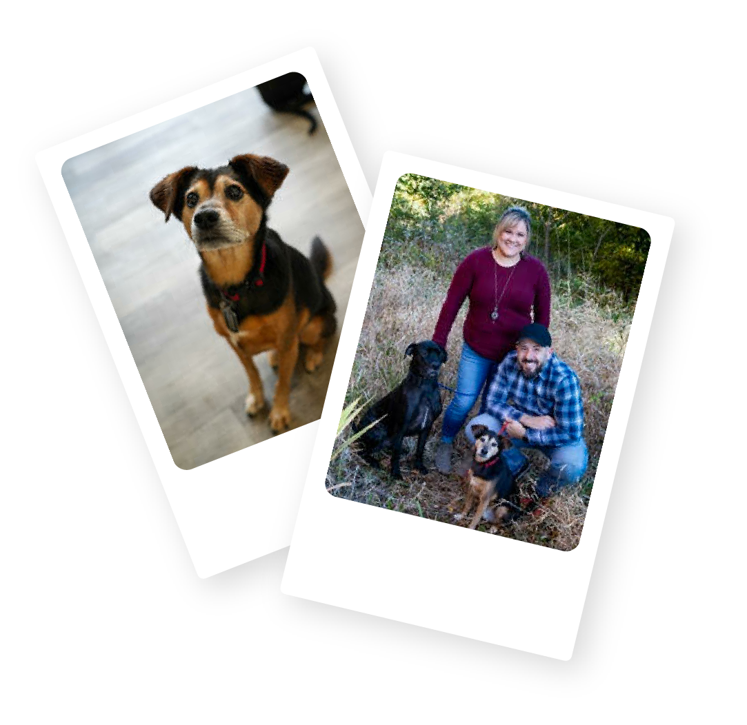 Dr Karen Hannah and the Touch of Wellness office dogs at animal chiropractic practice Morton IL