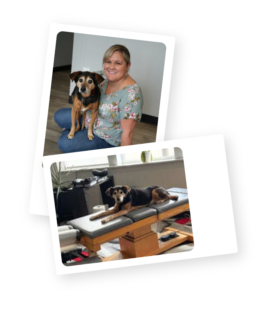 Office dog relaxing on chiropractic adjustment table at Touch of Wellness Chiropractic Morton IL