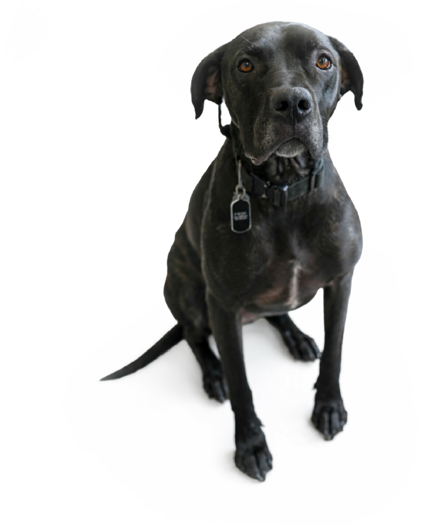 Pet owner and animal receiving nervous system focused care same clinical practice