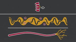 Why Proper Nutrition is Essential for Nerve Fiber Regeneration