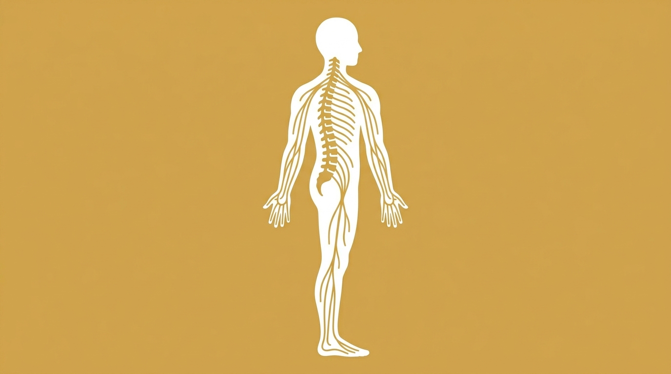 flat illustration of human figure with spinal nerve pathways extending to hands and feet showing peripheral nervous system connections