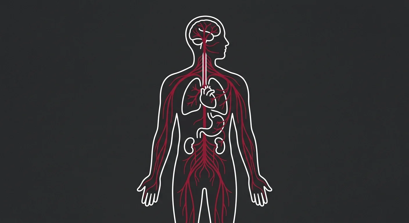 flat illustration of interconnected biological systems showing nervous system pathways from spine to organs