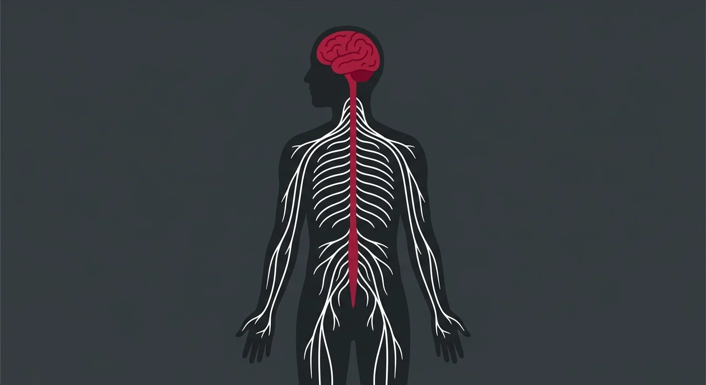 flat illustration of the human nervous system showing the brain spinal cord and nerve pathways controlling the body