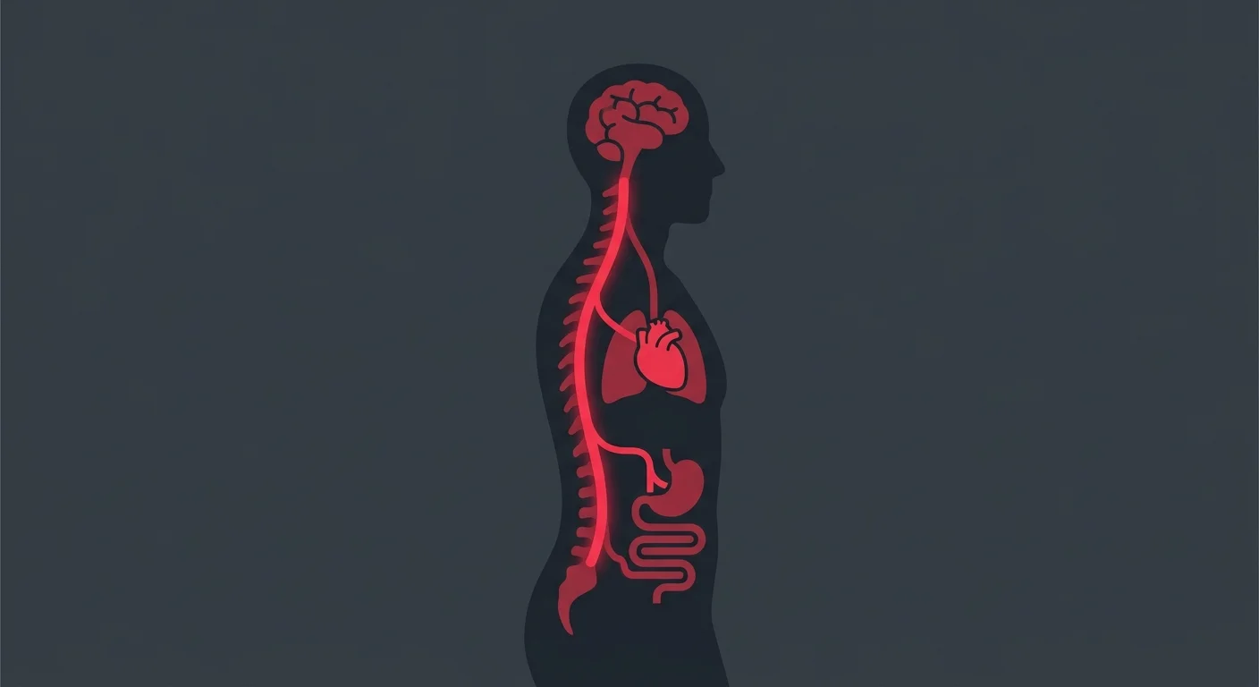 flat illustration showing interconnected body systems controlled by the nervous system