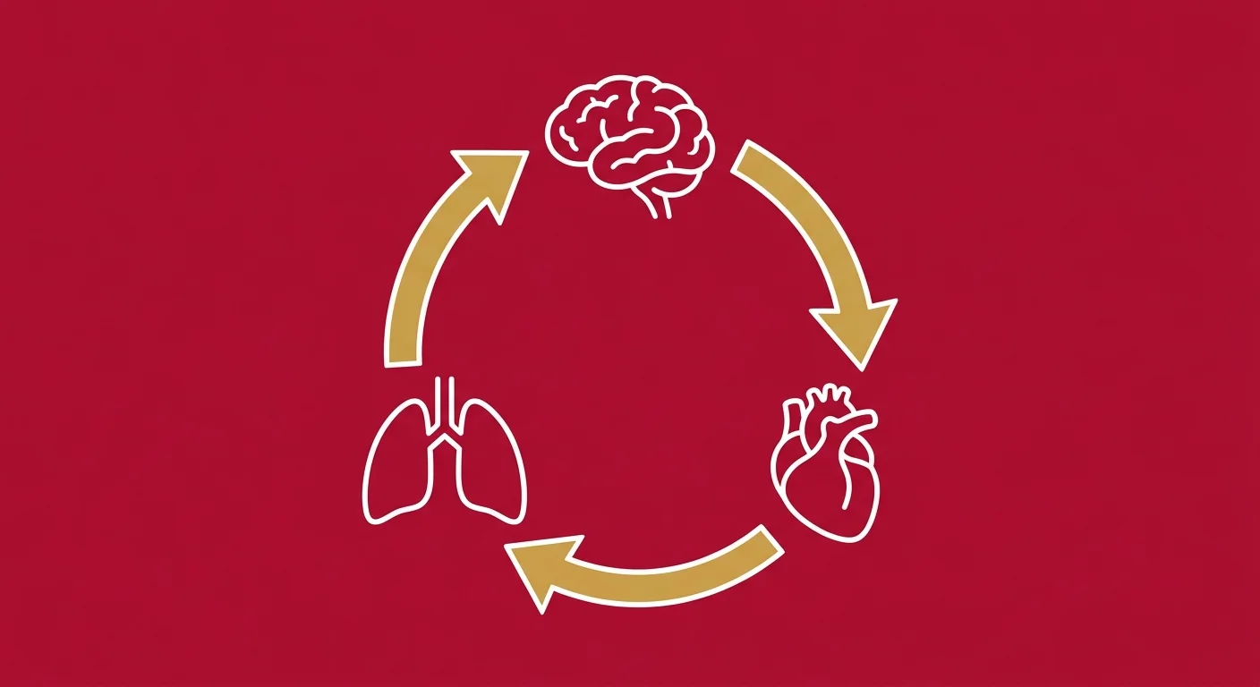 flat illustration of homeostasis feedback loop showing brain heart and lungs in regulatory balance