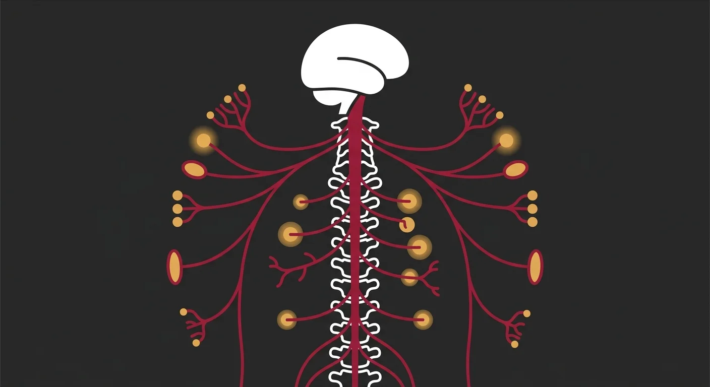 flat illustration of mechanoreceptor nerve pathways sending signals from spine to central nervous system during adjustment