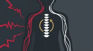 What is the biological connection between spinal alignment and homeostasis?