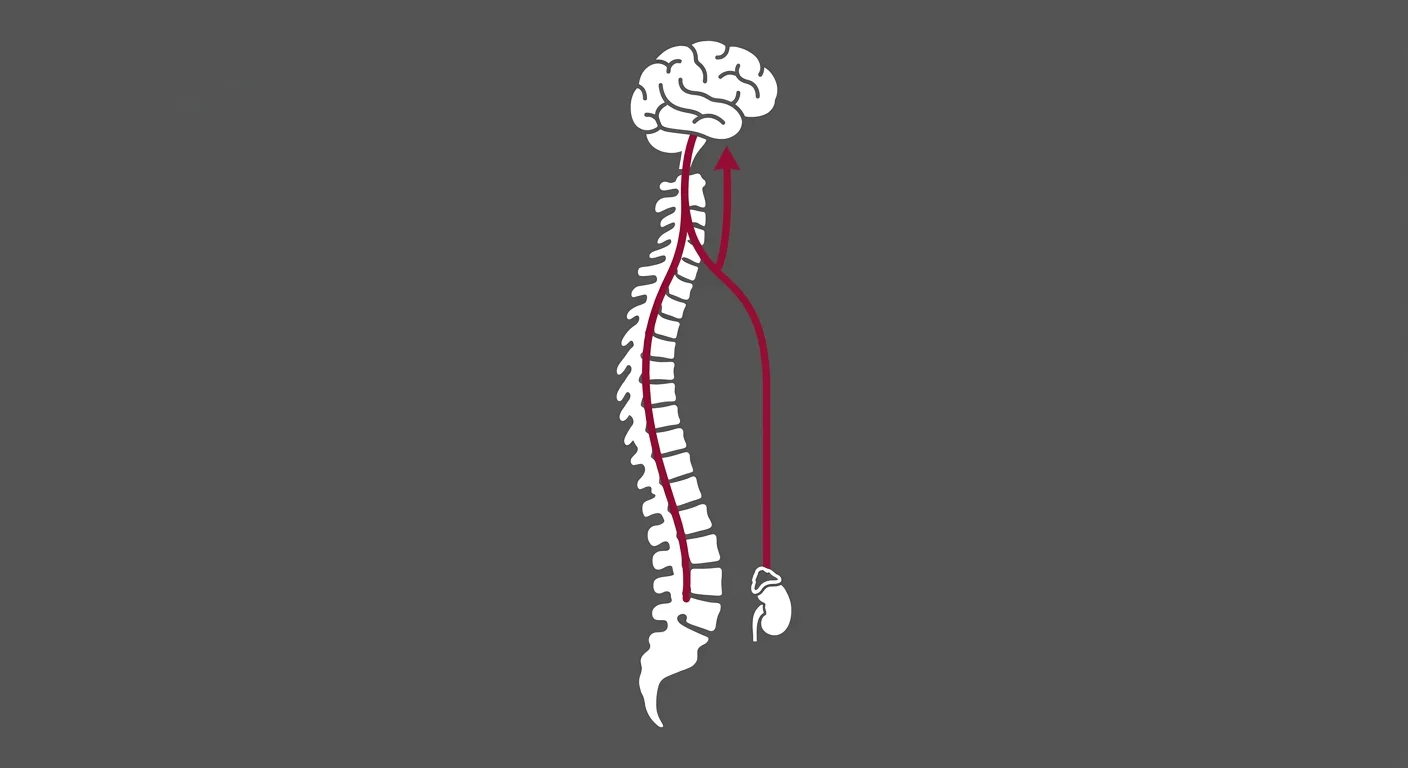 flat illustration of spinal nerve pathway connecting spine to brain and adrenal cortisol system