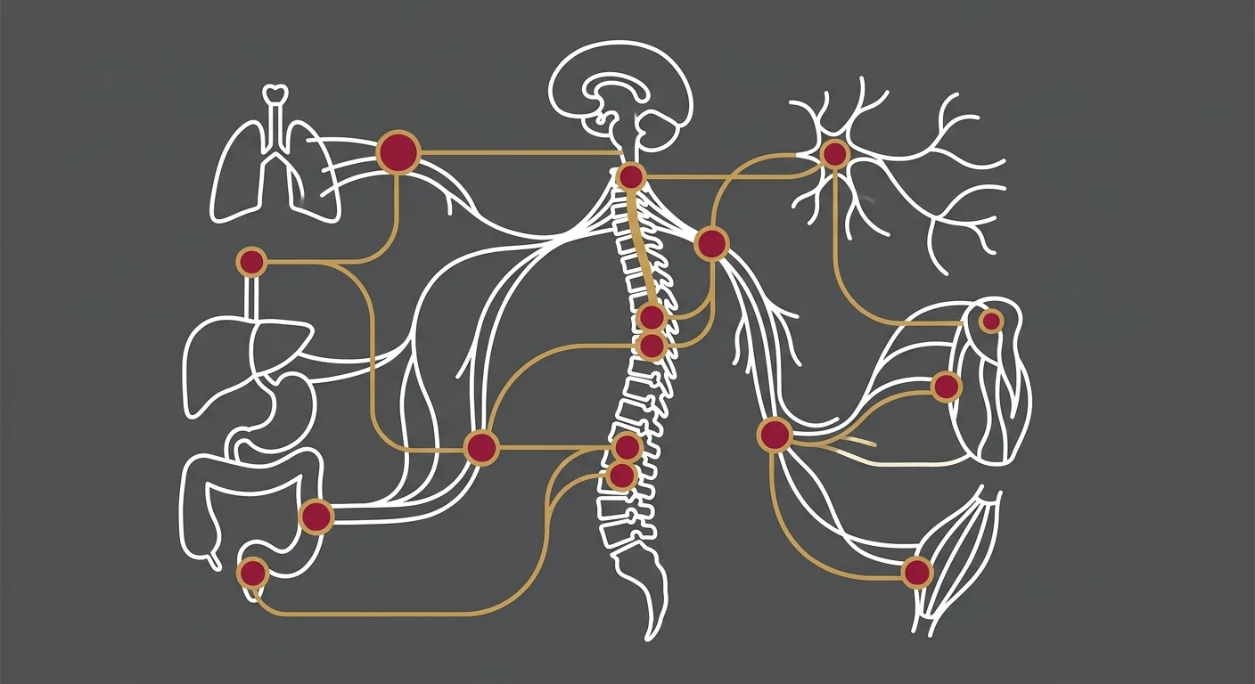 flat illustration of interconnected body systems central to the Functional Rebirth protocol