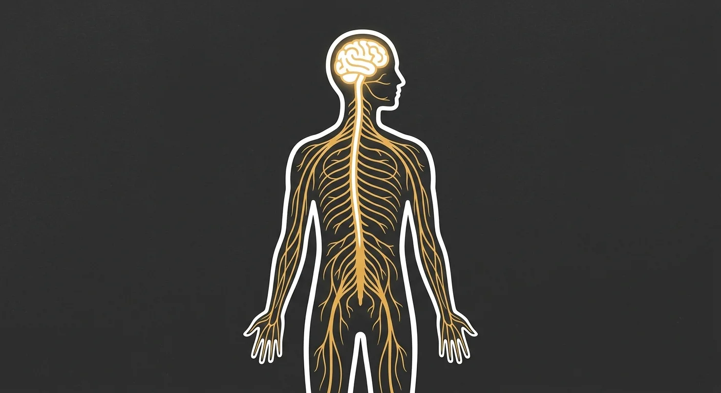 nervous system pathway from brain through spine as foundation for chronic pain recovery