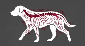 Post-Adjustment Care for Pets: Home Movement Tracking Protocols for Owners