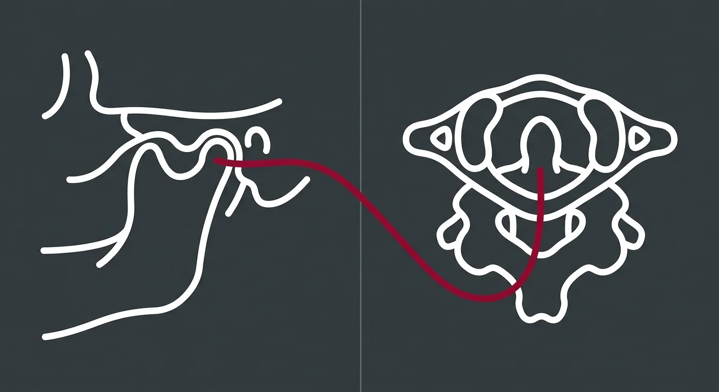 flat illustration showing nerve pathway connecting jaw joint to upper cervical spine